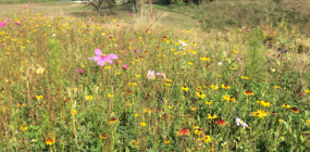 Umwelttag 190906 01 Eroeffnung 05